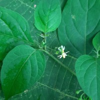 Solanum americanum Mill.